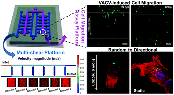 Graphical abstract: Enhanced directional cell migration induced by vaccinia virus on a microfluidic-based multi-shear cell migration assay platform