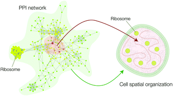 Graphical abstract: Biological network border detection