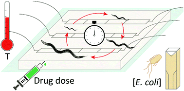 Graphical abstract: A design of experiment approach for efficient multi-parametric drug testing using a Caenorhabditis elegans model