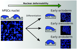 Graphical abstract: Effect of geometrical constraints on human pluripotent stem cell nuclei in pluripotency and differentiation