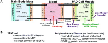 Graphical abstract: A computational analysis of pro-angiogenic therapies for peripheral artery disease