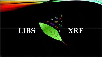 Graphical abstract: Recent advances in LIBS and XRF for the analysis of plants