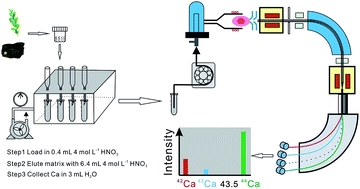 Graphical abstract: A rapid and simple single-stage method for Ca separation from geological and biological samples for isotopic analysis by MC-ICP-MS