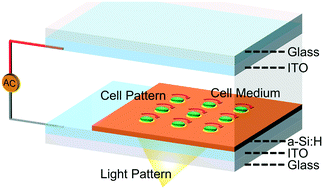 Graphical abstract: Programmable micrometer-sized motor array based on live cells