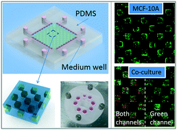 Graphical abstract: A novel 3-D bio-microfluidic system mimicking in vivo heterogeneous tumour microstructures reveals complex tumour–stroma interactions