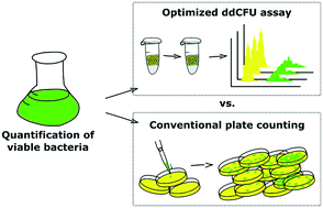 Graphical abstract: Optimized droplet digital CFU assay (ddCFU) provides precise quantification of bacteria over a dynamic range of 6 logs and beyond
