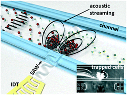 Graphical abstract: Selective particle and cell capture in a continuous flow using micro-vortex acoustic streaming