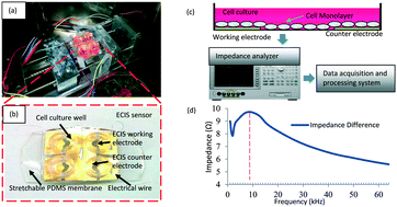 Graphical abstract: Stretchable impedance sensor for mammalian cell proliferation measurements