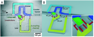Graphical abstract: Droplet trapping and fast acoustic release in a multi-height device with steady-state flow