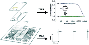 Graphical abstract: Organs-on-Chips with combined multi-electrode array and transepithelial electrical resistance measurement capabilities