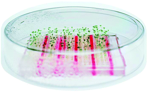 Graphical abstract: Plant array chip for the germination and growth screening of Arabidopsis thaliana