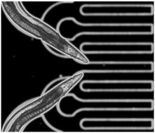 Graphical abstract: Microfluidic systems for high-throughput and high-content screening using the nematode Caenorhabditis elegans
