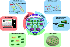 Graphical abstract: Droplet microfluidics for synthetic biology