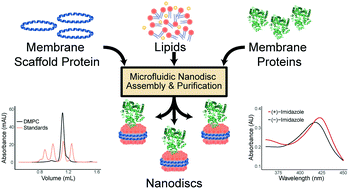 Graphical abstract: Microfluidic platform for efficient Nanodisc assembly, membrane protein incorporation, and purification