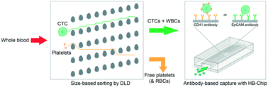 Graphical abstract: Microfluidic isolation of platelet-covered circulating tumor cells
