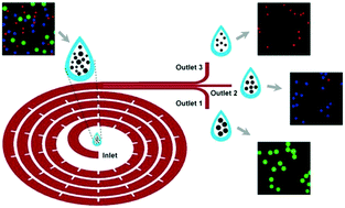 Graphical abstract: Spiral microchannel with ordered micro-obstacles for continuous and highly-efficient particle separation