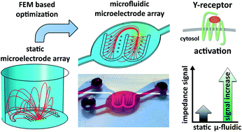 Graphical abstract: A novel microfluidic microelectrode chip for a significantly enhanced monitoring of NPY-receptor activation in live mode
