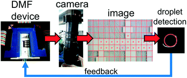 Graphical abstract: Image-based feedback and analysis system for digital microfluidics