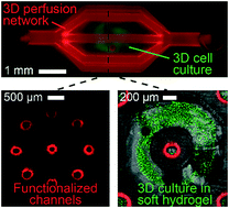 Graphical abstract: Stereolithographic hydrogel printing of 3D culture chips with biofunctionalized complex 3D perfusion networks