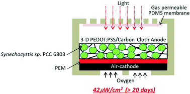Graphical abstract: Self-sustainable, high-power-density bio-solar cells for lab-on-a-chip applications