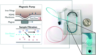Graphical abstract: Microfluidic diafiltration-on-chip using an integrated magnetic peristaltic micropump