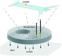 Graphical abstract: A simple microfluidic platform for the partial treatment of insuspendable tissue samples with orientation control