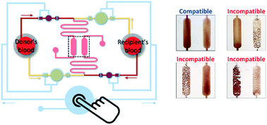 Graphical abstract: Finger-actuated microfluidic device for the blood cross-matching test