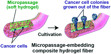 Graphical abstract: Micropassage-embedding composite hydrogel fibers enable quantitative evaluation of cancer cell invasion under 3D coculture conditions