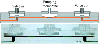 Graphical abstract: Pressure-actuated monolithic acrylic microfluidic valves and pumps