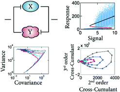 Graphical abstract: Steady state statistical correlations predict bistability in reaction motifs