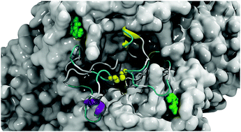Graphical abstract: Molecular dynamics simulations and in vitro analysis of the CRMP2 thiol switch