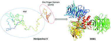 Graphical abstract: The Henipavirus V protein is a prevalently unfolded protein with a zinc-finger domain involved in binding to DDB1