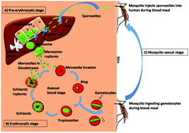 Graphical abstract: Host immune evasion strategies of malaria blood stage parasite