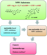 Graphical abstract: Nucleotide pyrophosphatase/phosphodiesterase 1 (NPP1) and its inhibitors