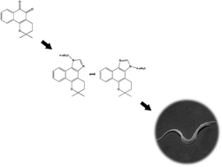 Graphical abstract: Synthesis and biological evaluation of N-alkyl naphthoimidazoles derived from β-lapachone against Trypanosoma cruzi bloodstream trypomastigotes