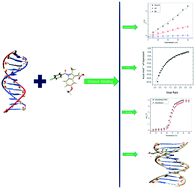 Graphical abstract: Interaction of indomethacin with calf thymus DNA: a multi-spectroscopic, thermodynamic and molecular modelling approach