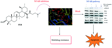 Graphical abstract: Side chain-functionalized aniline-derived ursolic acid derivatives as multidrug resistance reversers that block the nuclear factor-kappa B (NF-κB) pathway and cell proliferation