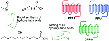 Graphical abstract: Succinct synthesis of saturated hydroxy fatty acids and in vitro evaluation of all hydroxylauric acids on FFA1, FFA4 and GPR84