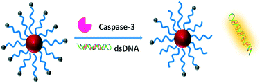 Graphical abstract: Peptide-fluorophore/AuNP conjugate-based two-photon excited fluorescent nanosensor for caspase-3 activity imaging assay in living cells and tissue
