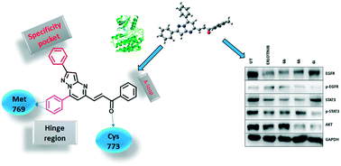 Graphical abstract: Synthesis and biological evaluation of chalcone-linked pyrazolo[1,5-a]pyrimidines as potential anticancer agents