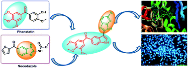 Graphical abstract: New (3-(1H-benzo[d]imidazol-2-yl))/(3-(3H-imidazo[4,5-b]pyridin-2-yl))-(1H-indol-5-yl)(3,4,5-trimethoxyphenyl)methanone conjugates as tubulin polymerization inhibitors