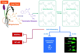 Graphical abstract: Strigolactones: a plant phytohormone as novel anti-inflammatory agents