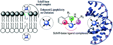 Graphical abstract: Heterocyclic Schiff base transition metal complexes in antimicrobial and anticancer chemotherapy