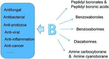 Graphical abstract: Synthesis of biologically active boron-containing compounds