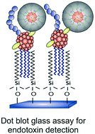 Graphical abstract: Heterogeneous endotoxin detection bioassay using drug–nanoparticle bioconjugates: an optimization study