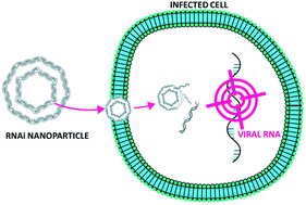 Graphical abstract: Anti-viral RNAi nanoparticles protect shrimp against white spot disease