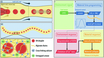 Graphical abstract: Independent responsive behaviour and communication in hydrogel objects