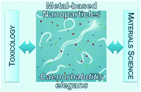 Graphical abstract: Materials and toxicological approaches to study metal and metal-oxide nanoparticles in the model organism Caenorhabditis elegans
