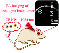 Graphical abstract: Biocompatible conjugated polymer nanoparticles for highly efficient photoacoustic imaging of orthotopic brain tumors in the second near-infrared window