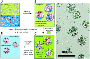 Graphical abstract: High throughput fabrication of cell spheroids by templating water-in-water Pickering emulsions